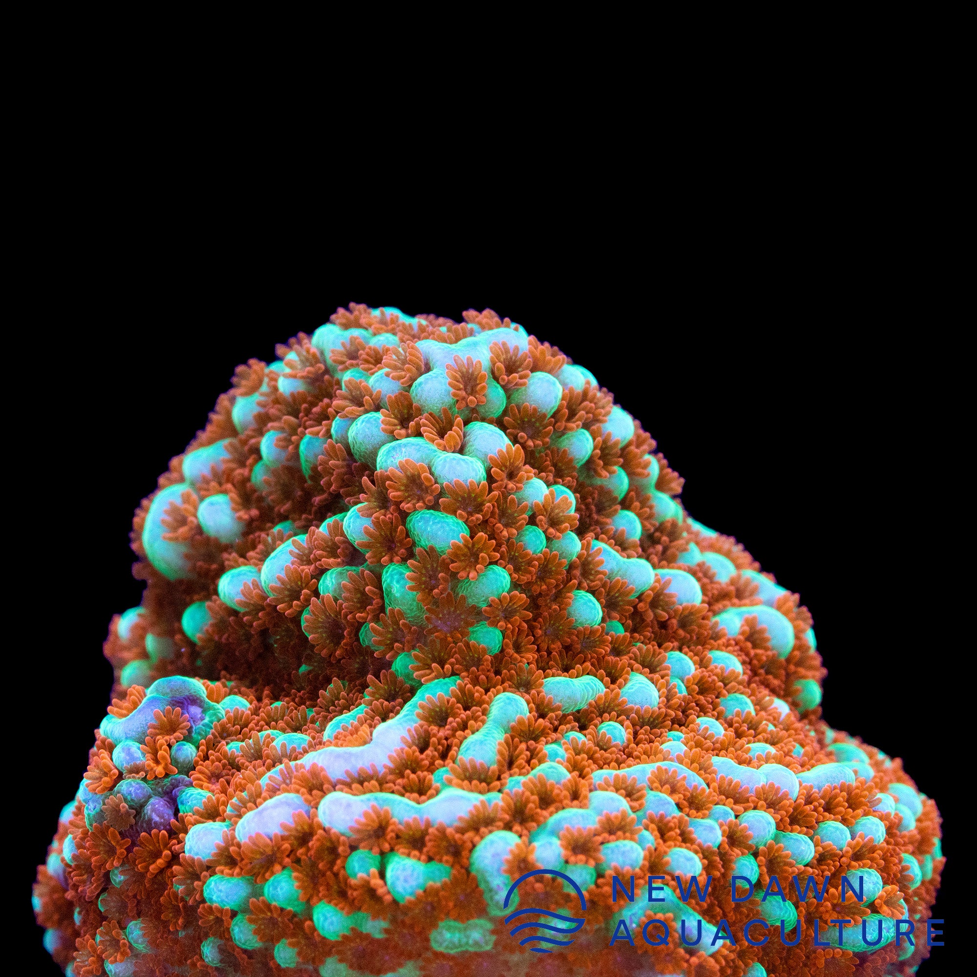 Pocillopora　zakuchiku Momong Pocillopora zakuchiku Momong Pocillopora Corals for Sale - Tidal