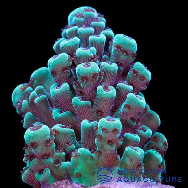 Aquamarine Acropora Gemmifera
