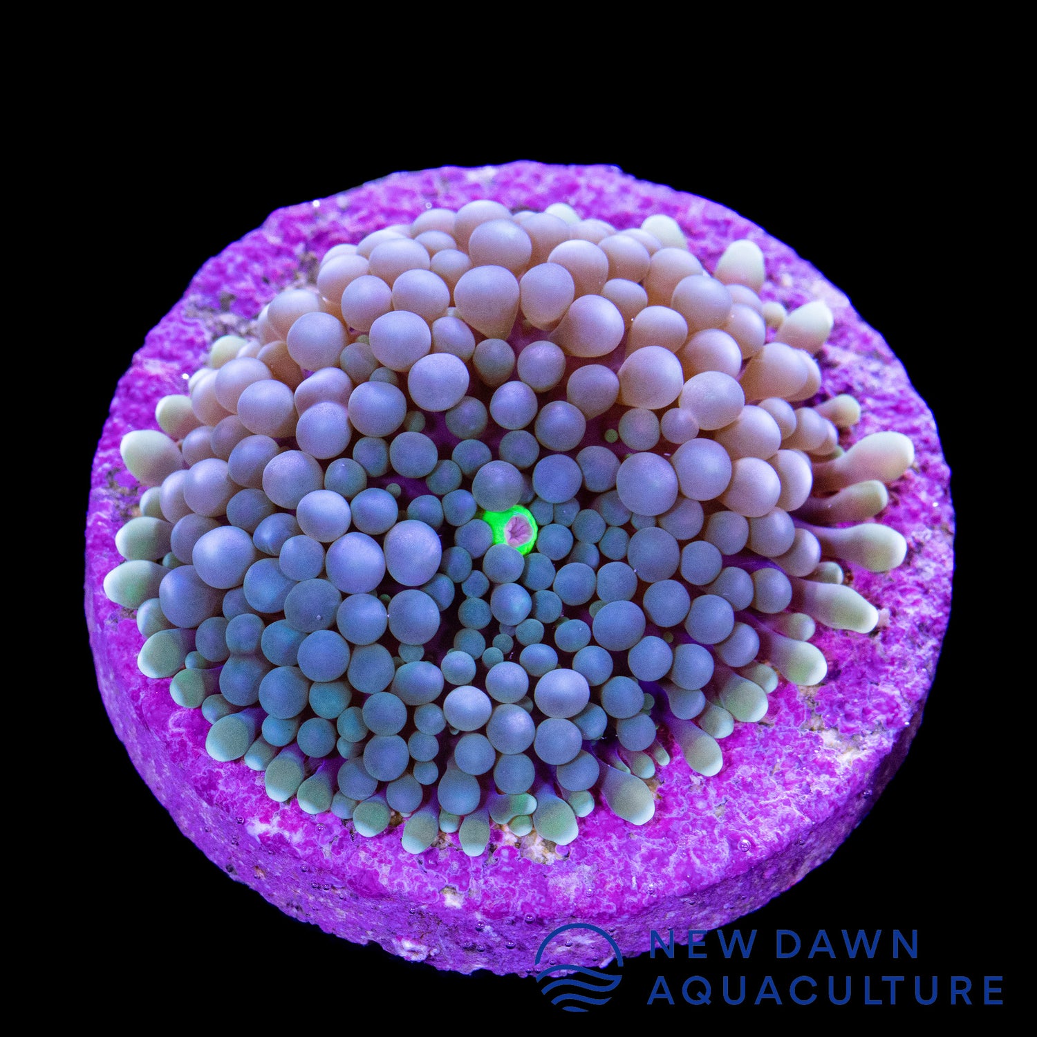 Baby Blue Ricordea Florida