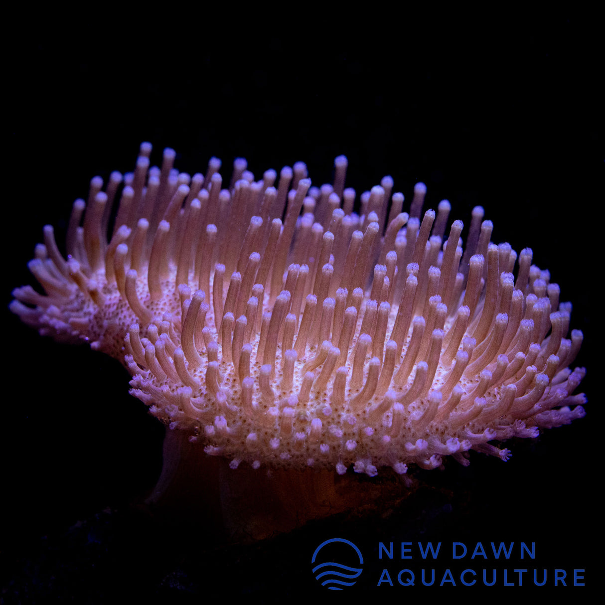 Beige Toadstool