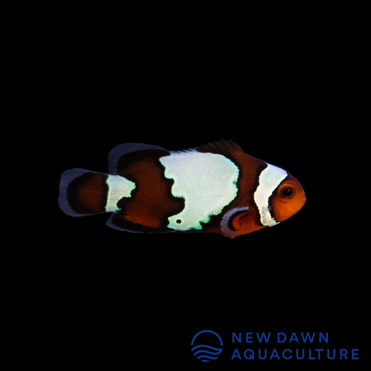 Black Ice Snowflake Clownfish