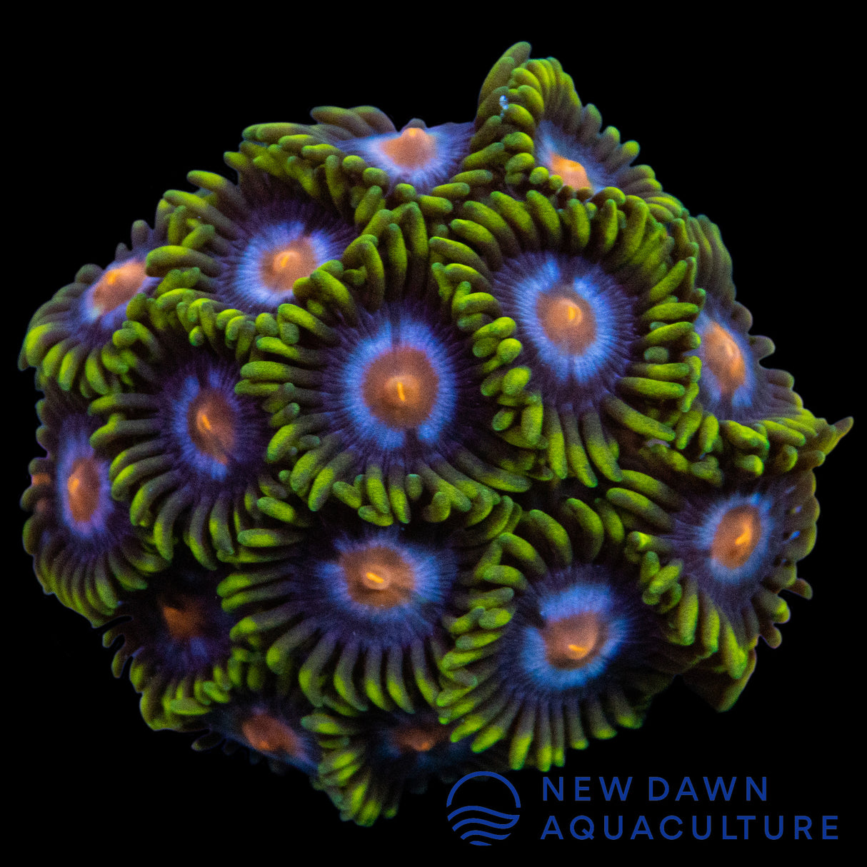 Blowpop Zoanthids