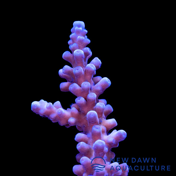 Blue Branch Acropora