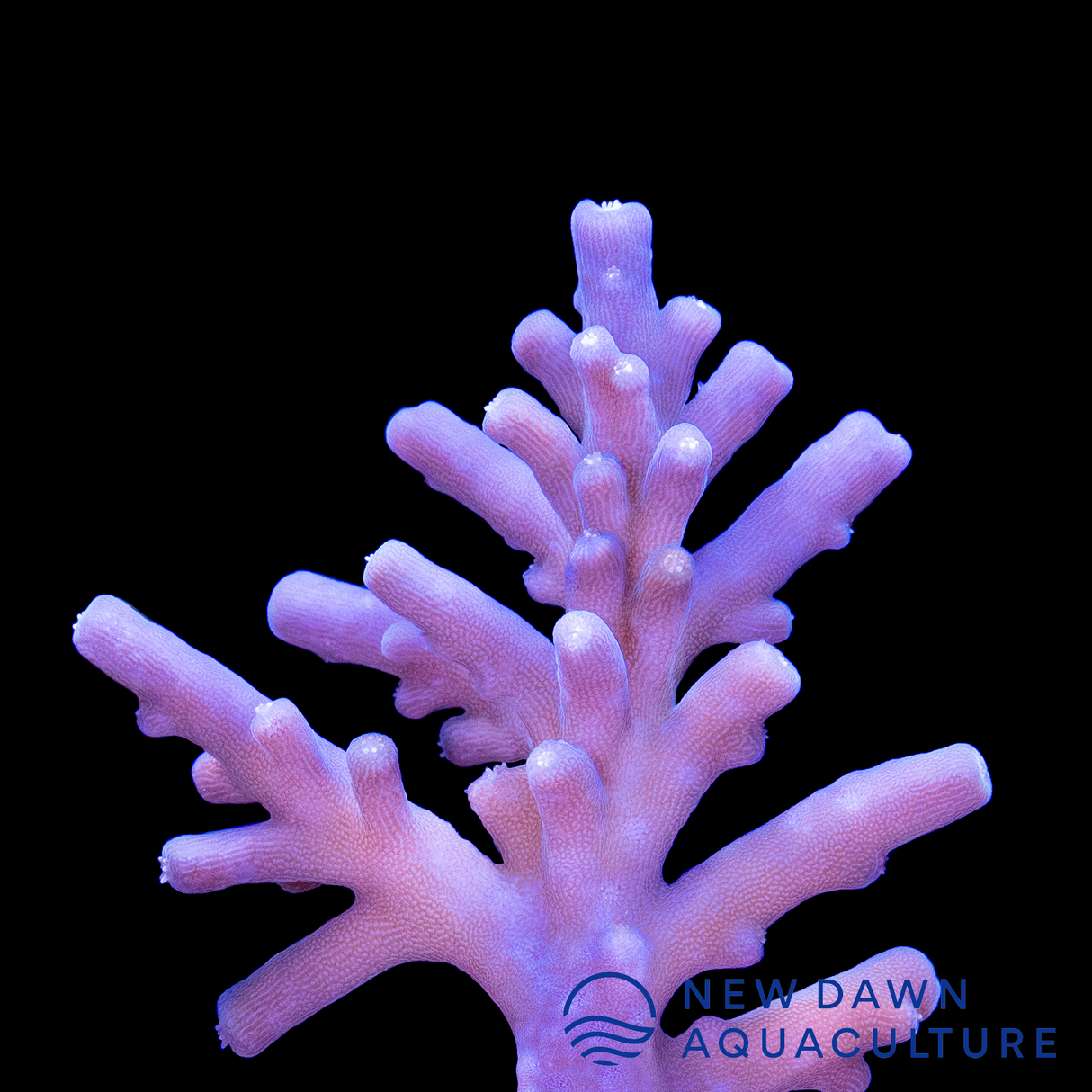 Blue Dragon Acropora