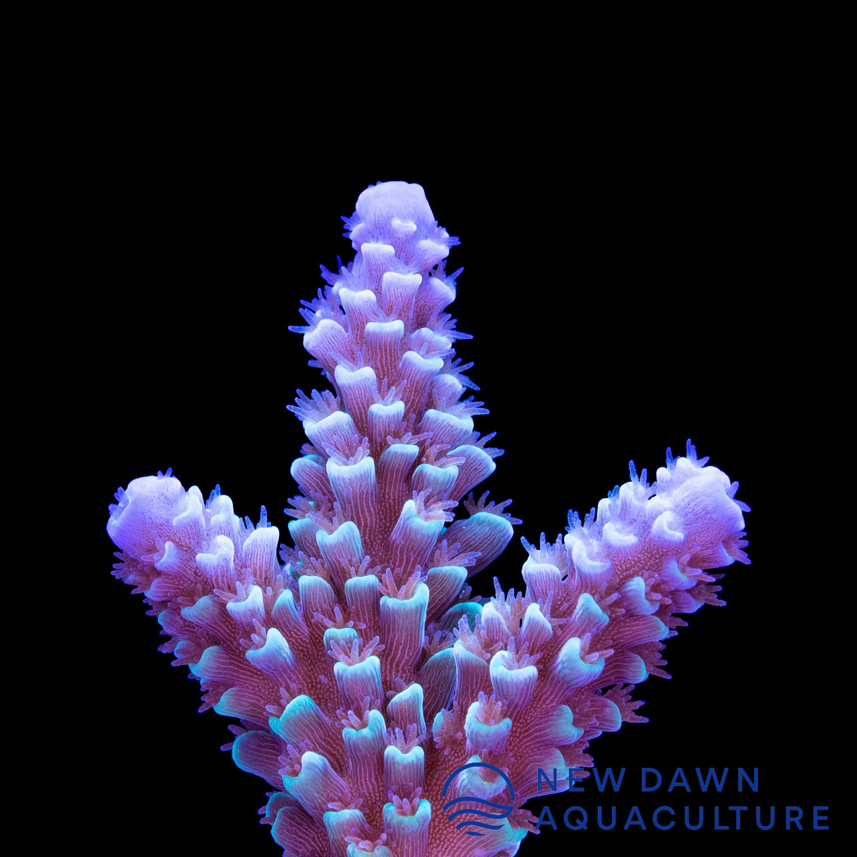 Blue Matrix Acropora