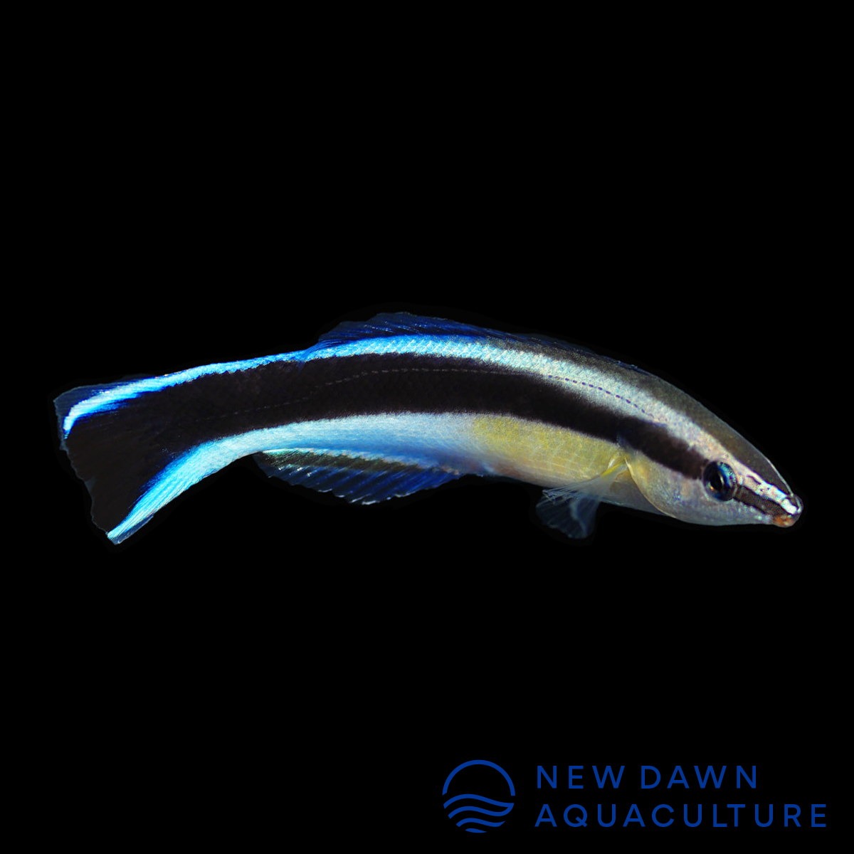 Blue Streak Cleaner Wrasse