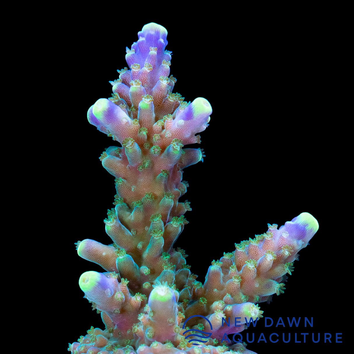 Blue Tip Acropora Valida