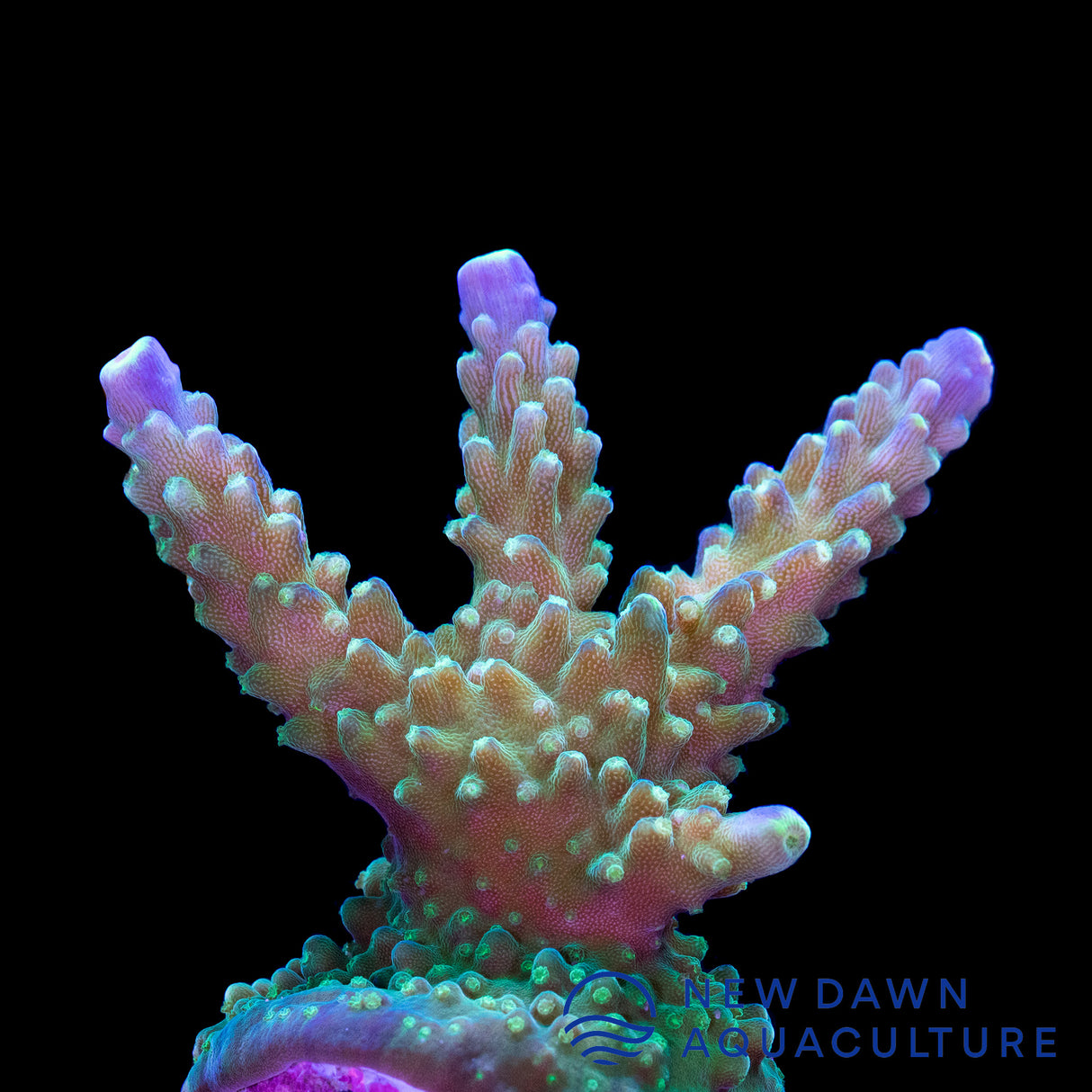 Blue Tip Acropora Valida