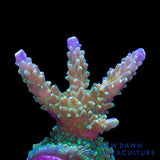 Blue Tip Acropora Valida