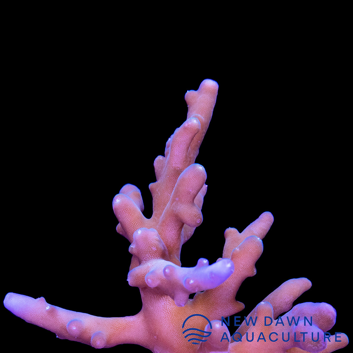 Blue Tip Acropora Caroliniana