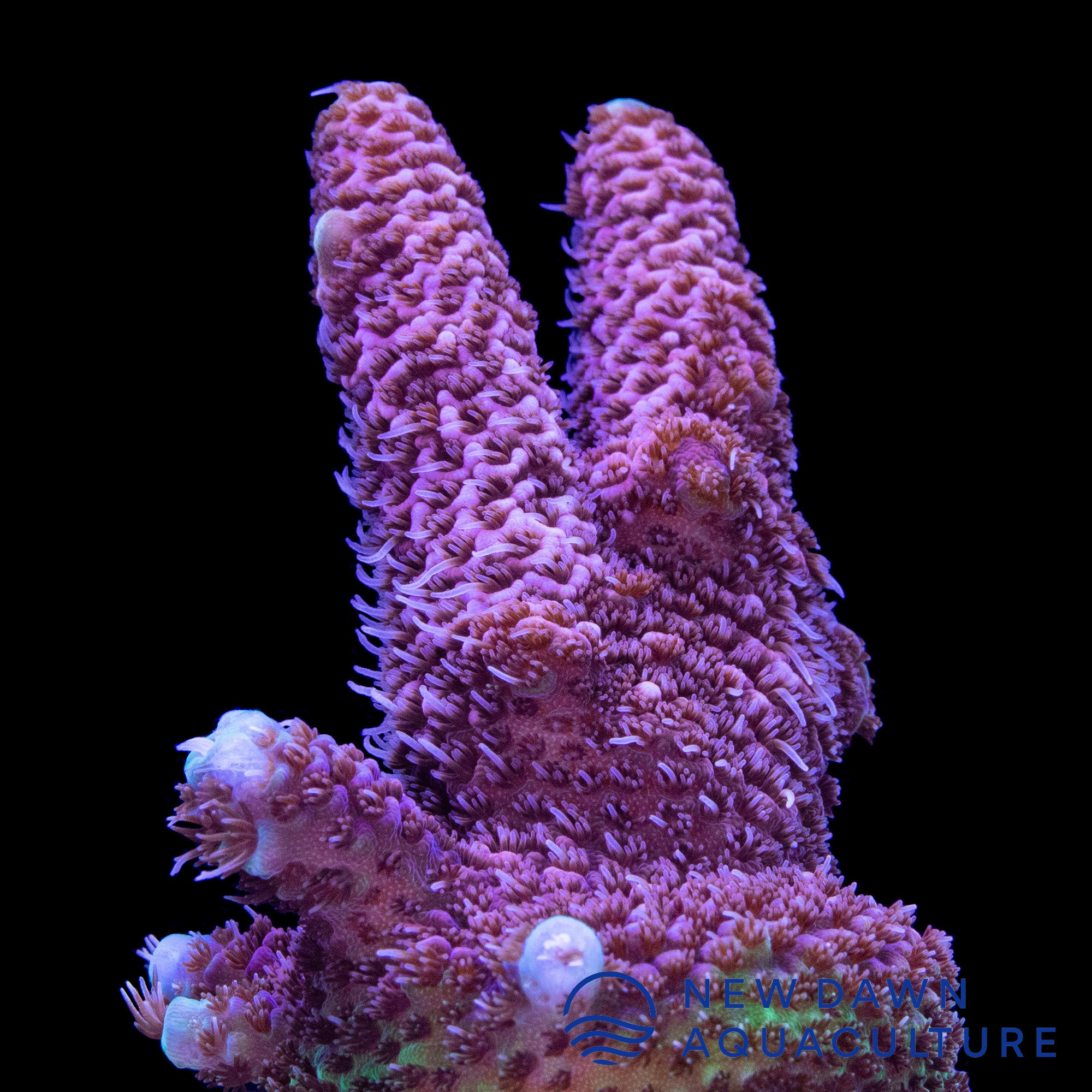 Blue Tip Millepora | New Dawn Aquaculture