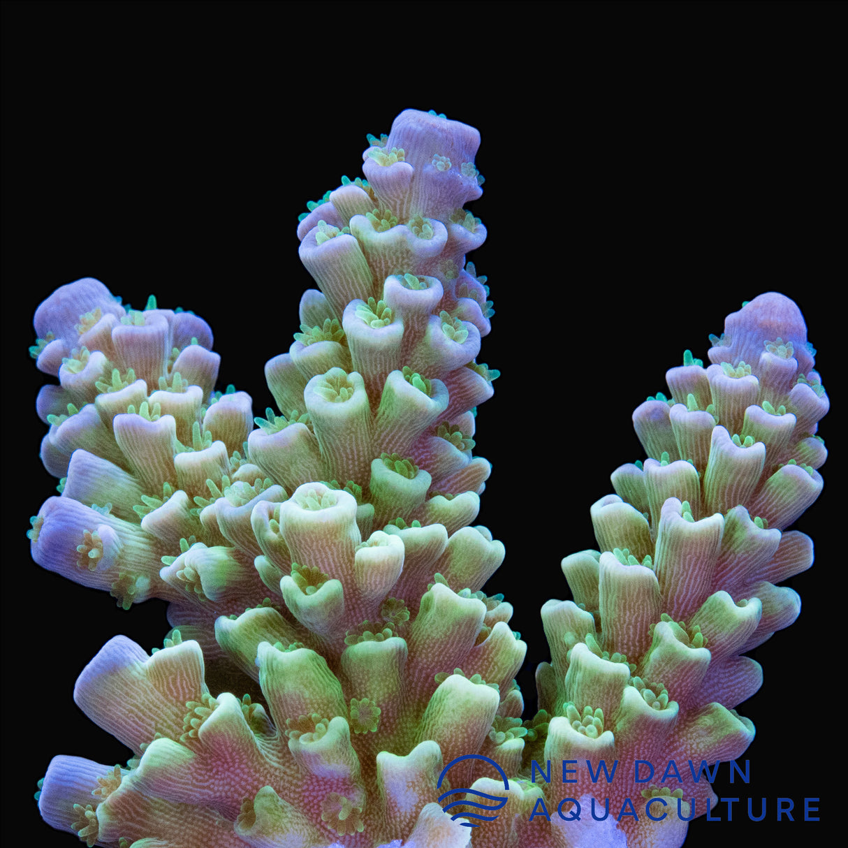 Blue Tip Acropora Tenuis