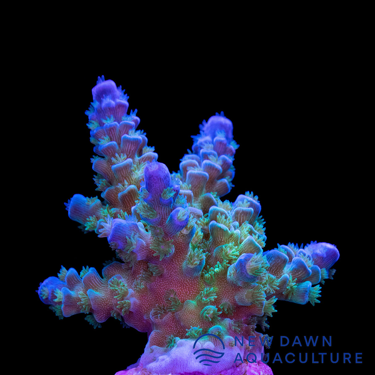 Blue Voodoo Acropora