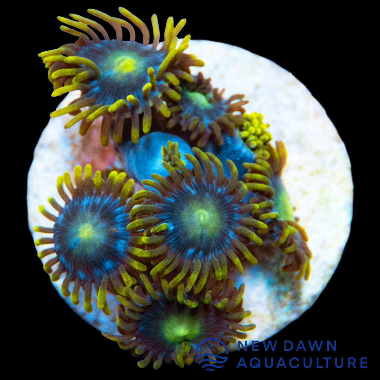 Blueberry Pie Zoanthids