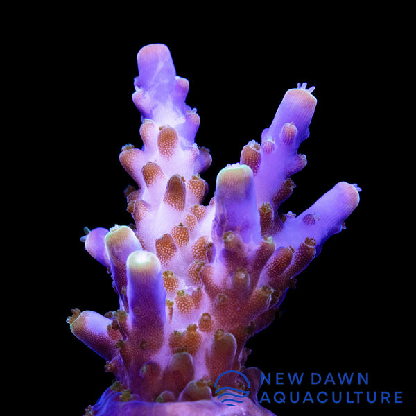 Blueberry Wine Acropora