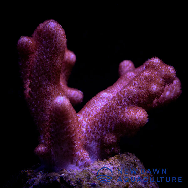 Blushing Finger Cladiella