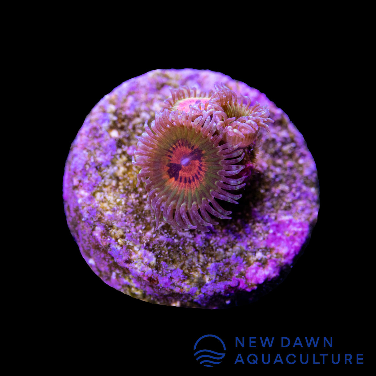 Bowtie Blaster Zoanthids