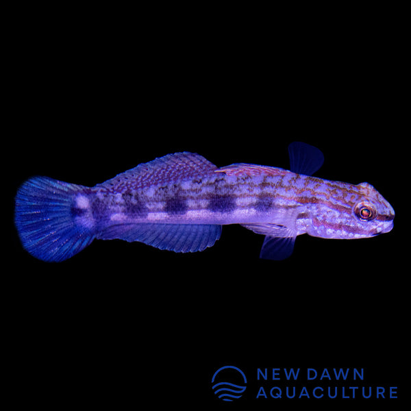 Buan's Goby