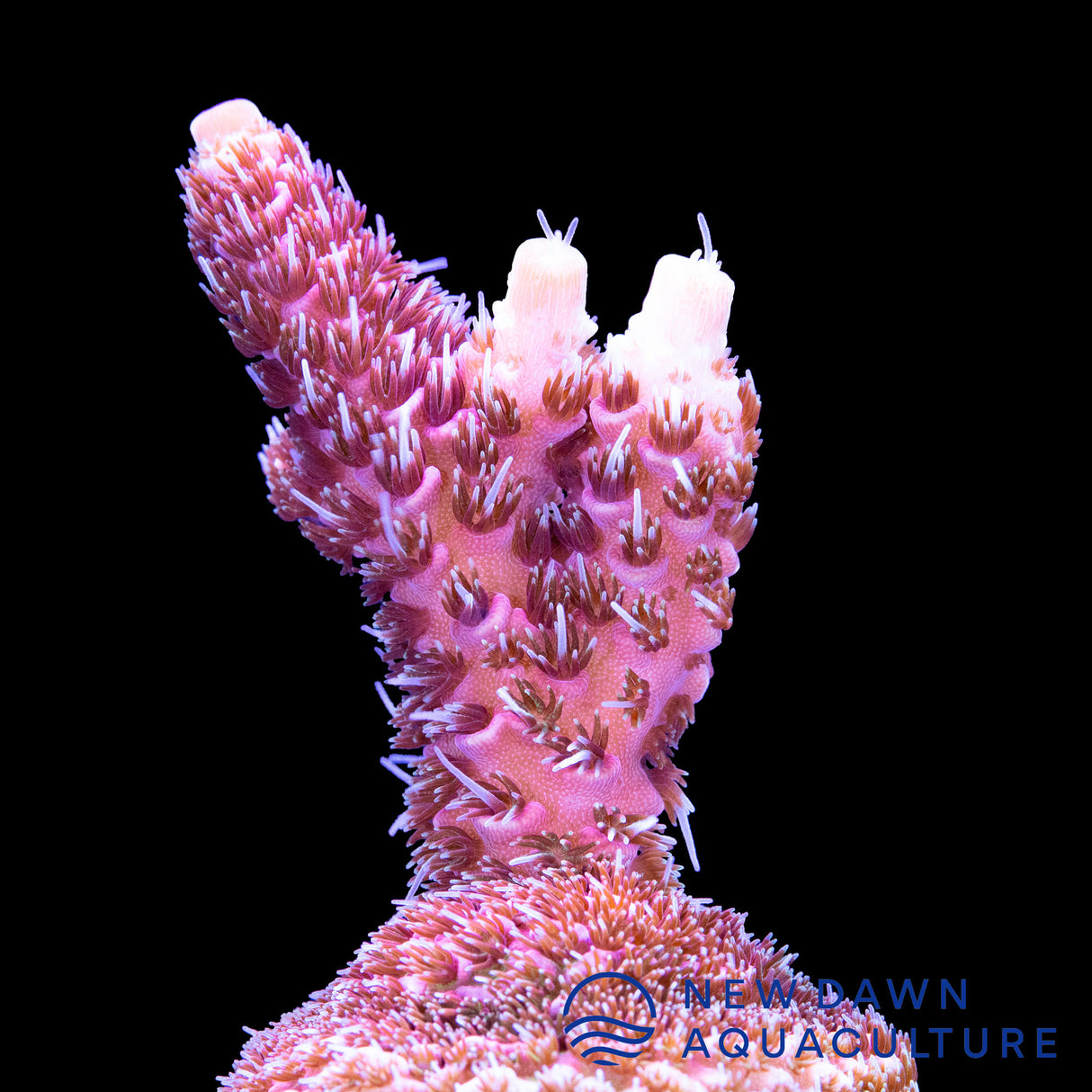 Bubble Gum Millepora