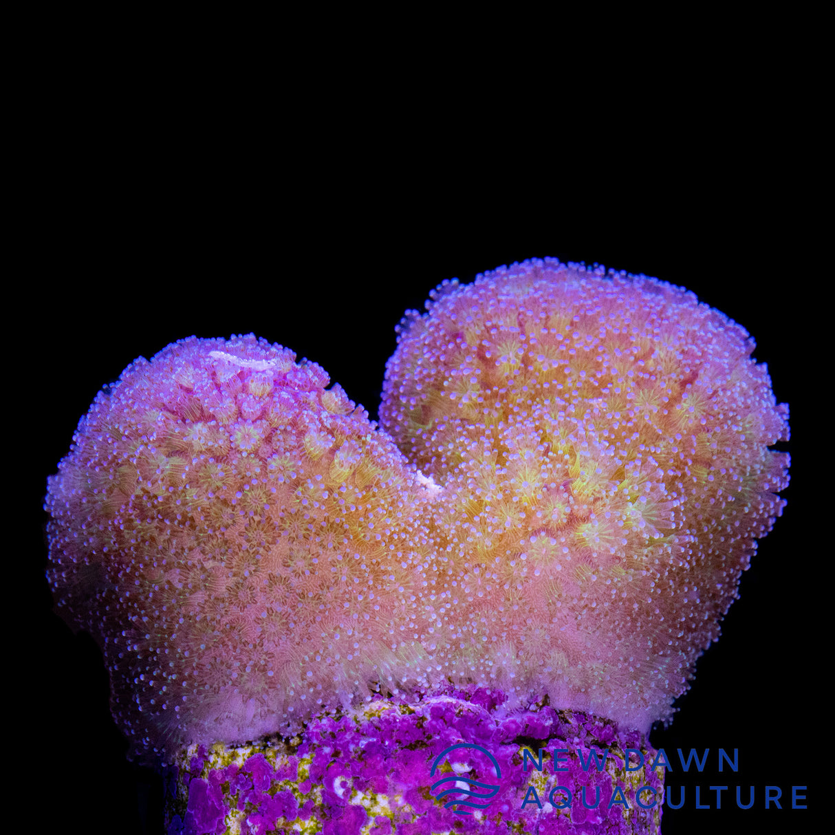 Bug Out Stylophora