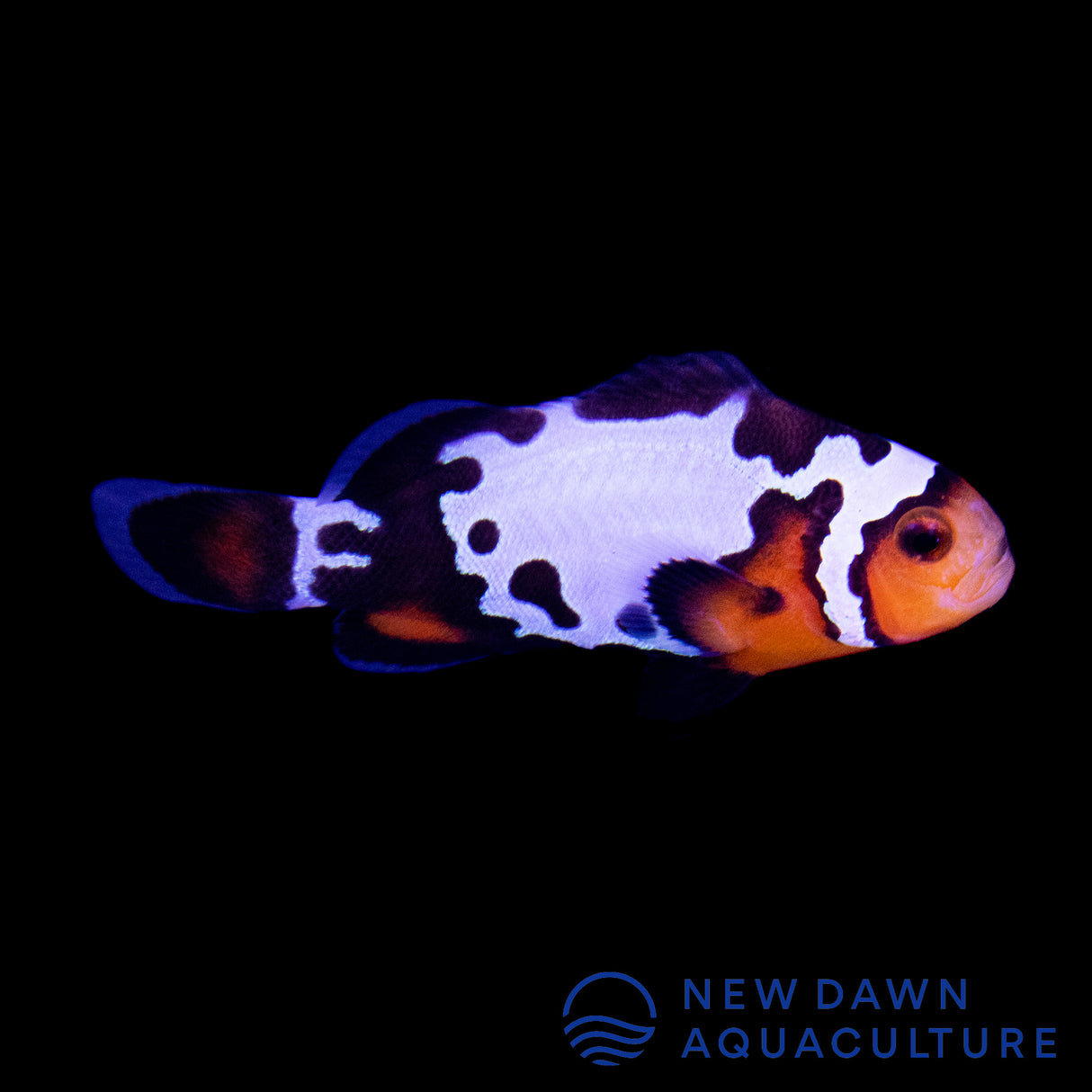 Bullet Hole Clownfish