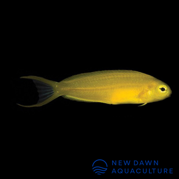 Canary Blenny