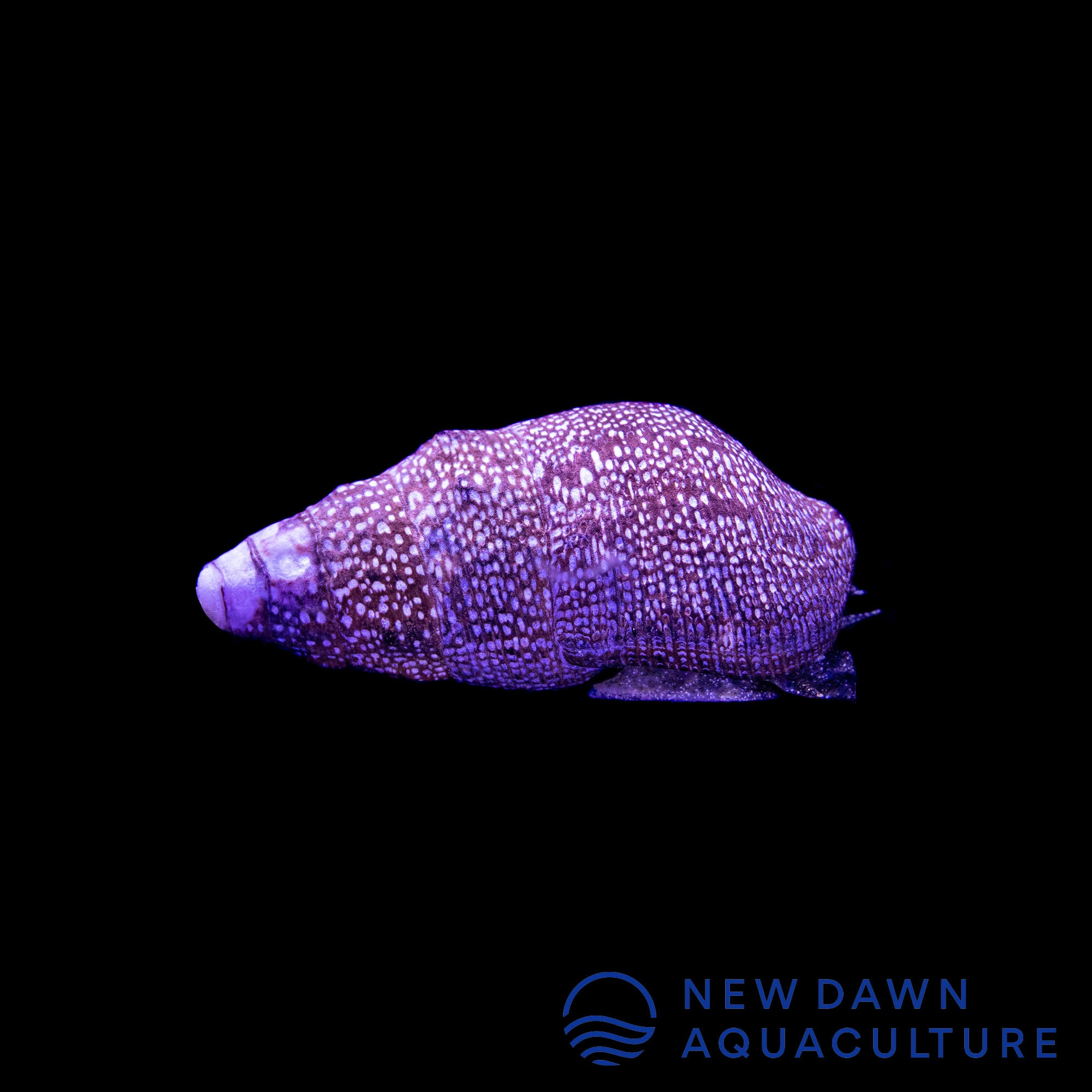 Cerith Snail | New Dawn Aquaculture