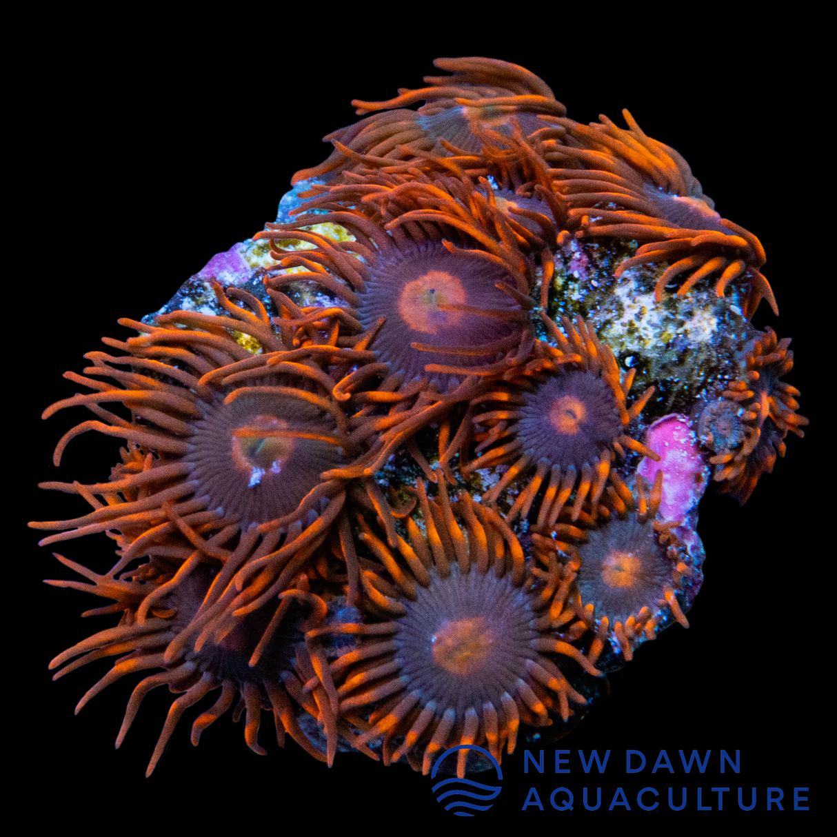 Clementine Zoanthids