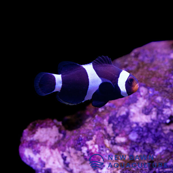 Darwin Clownfish