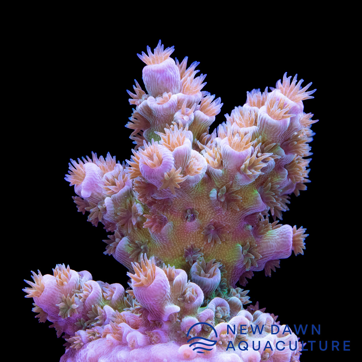 Daybreak Acropora Tenuis