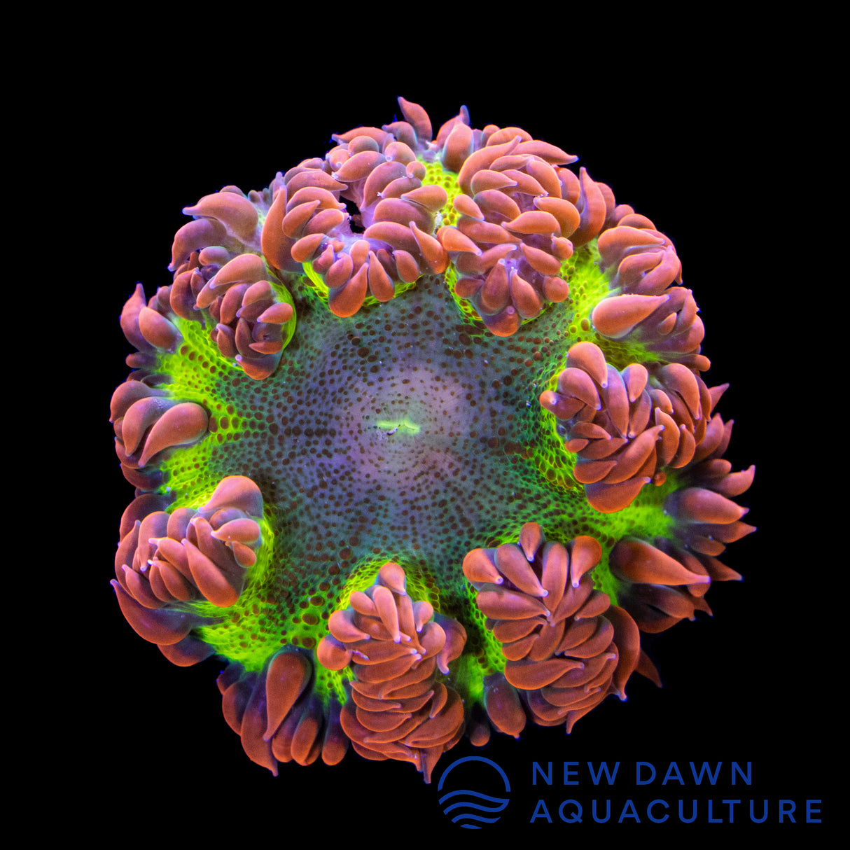 Dragon Egg Rock Flower Anemone