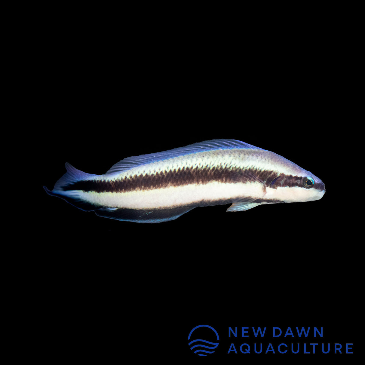 Electric Indigo Dottyback