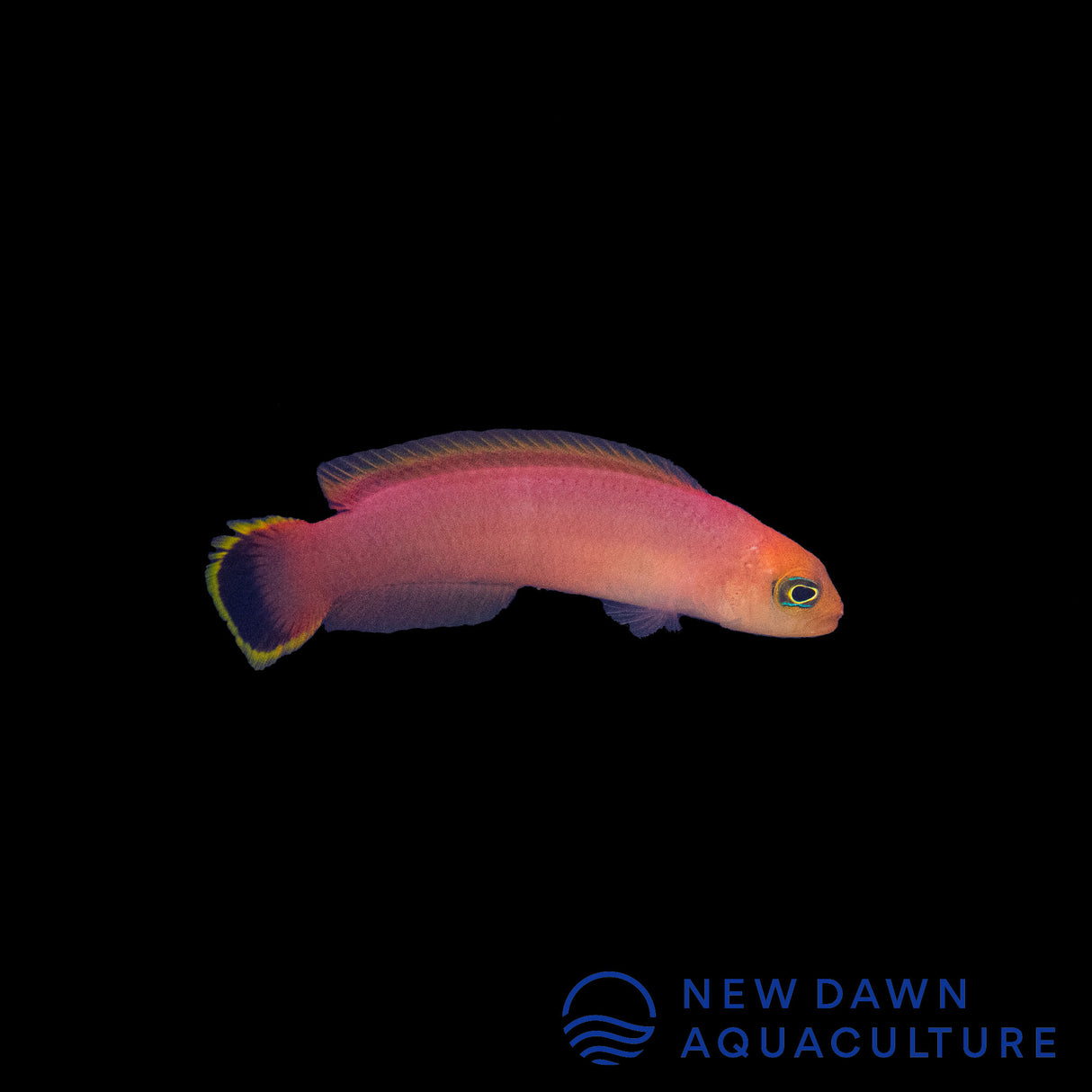 Elongate Dottyback