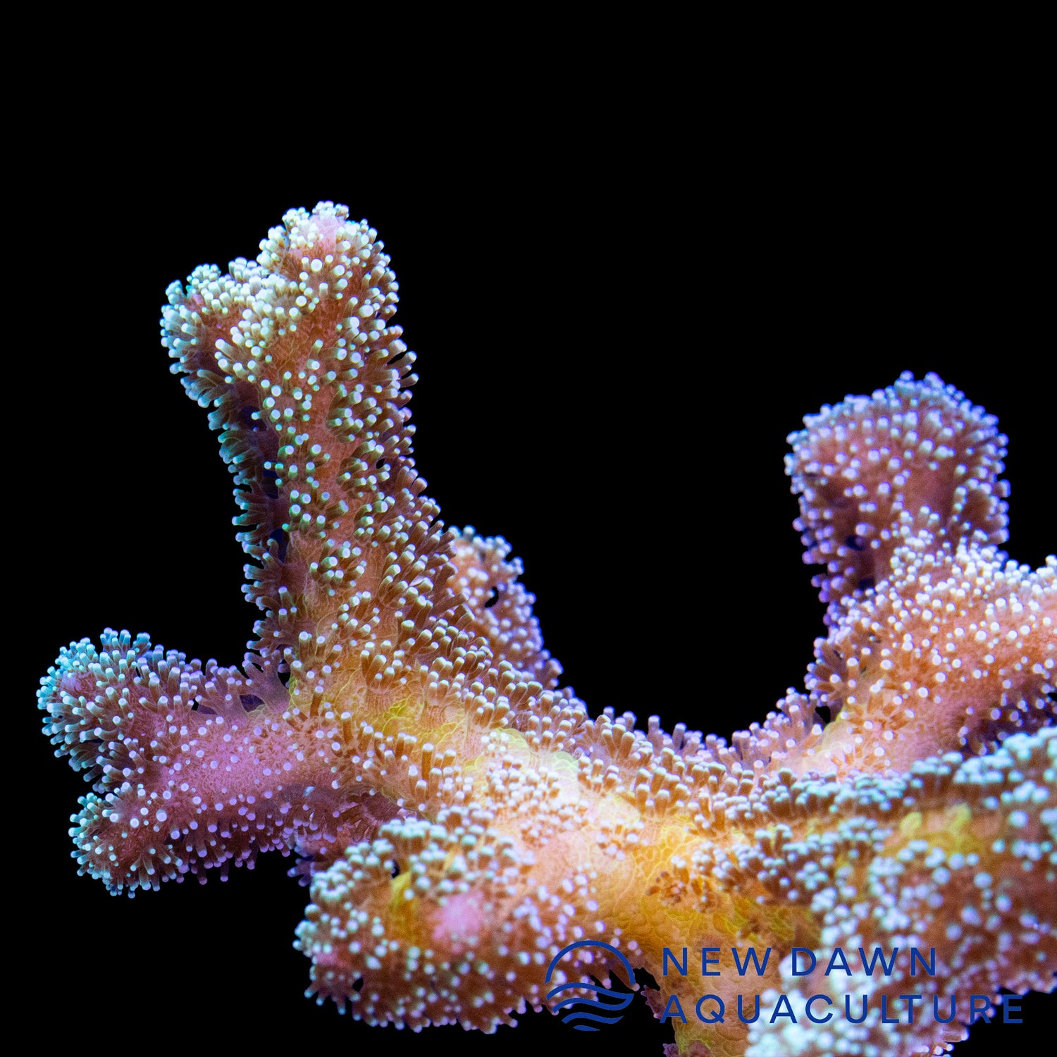 Enchanted Forest Bird's Nest