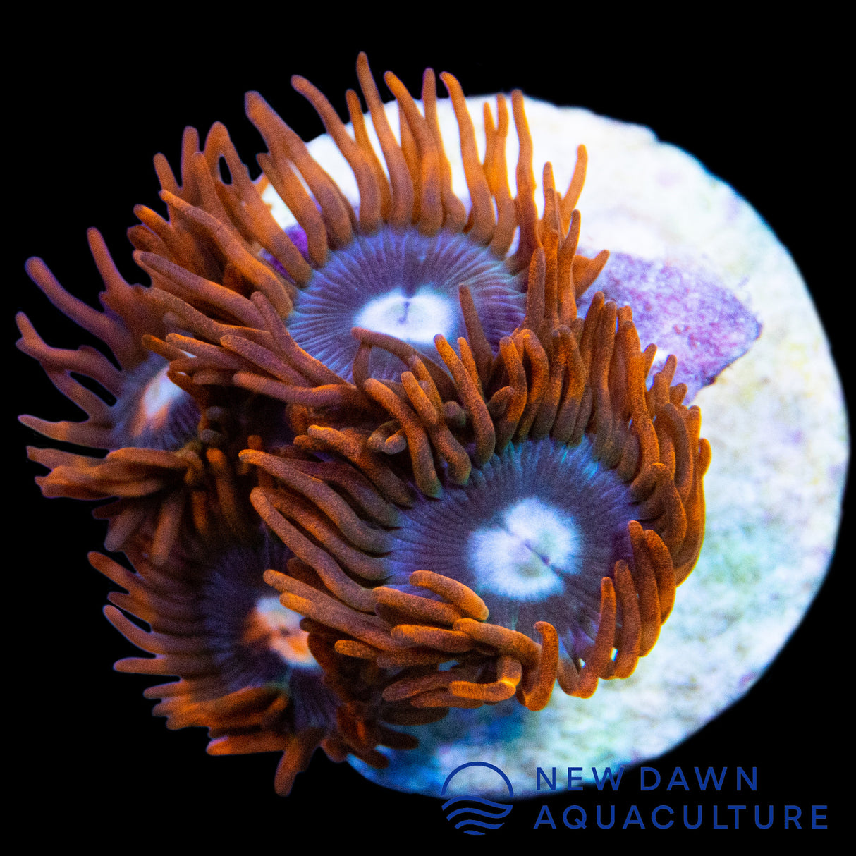 Fire and Ice Zoanthids