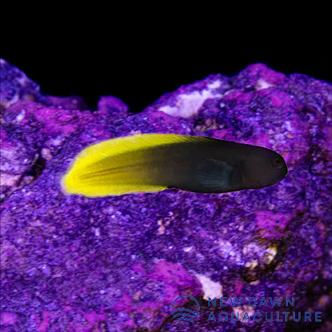 Flametail Blenny