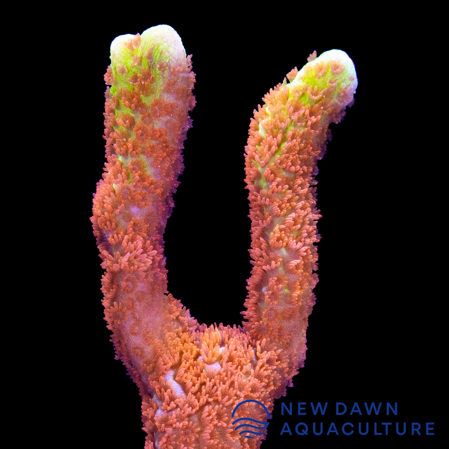 Forest Fire Montipora Digitata