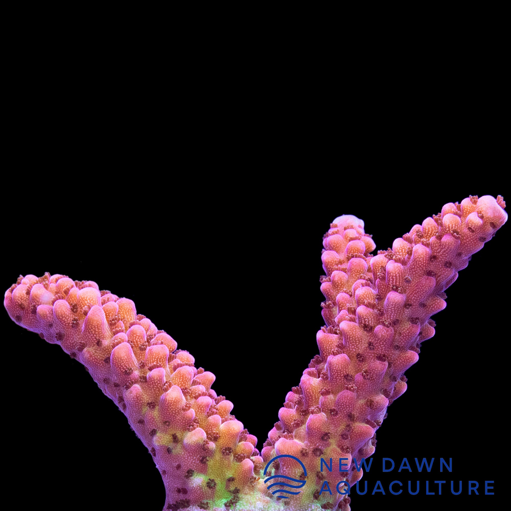 Fruit Punch Acropora | New Dawn Aquaculture