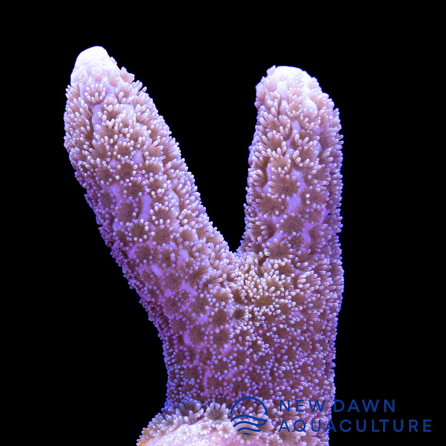 German Blue Montipora Digitata