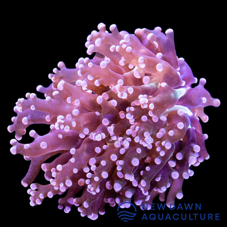 Pink Frogspawn