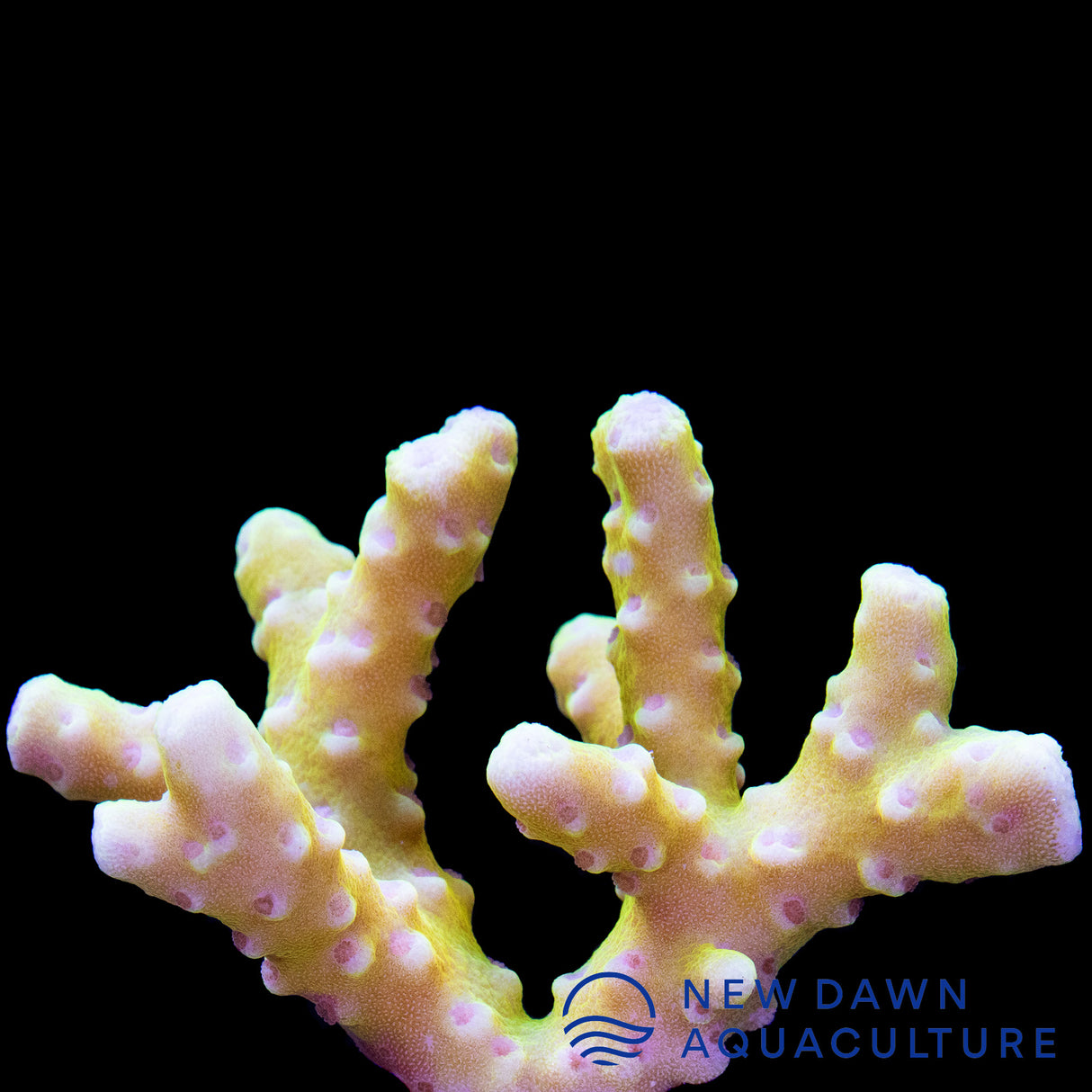 Goldenrod Anacropora