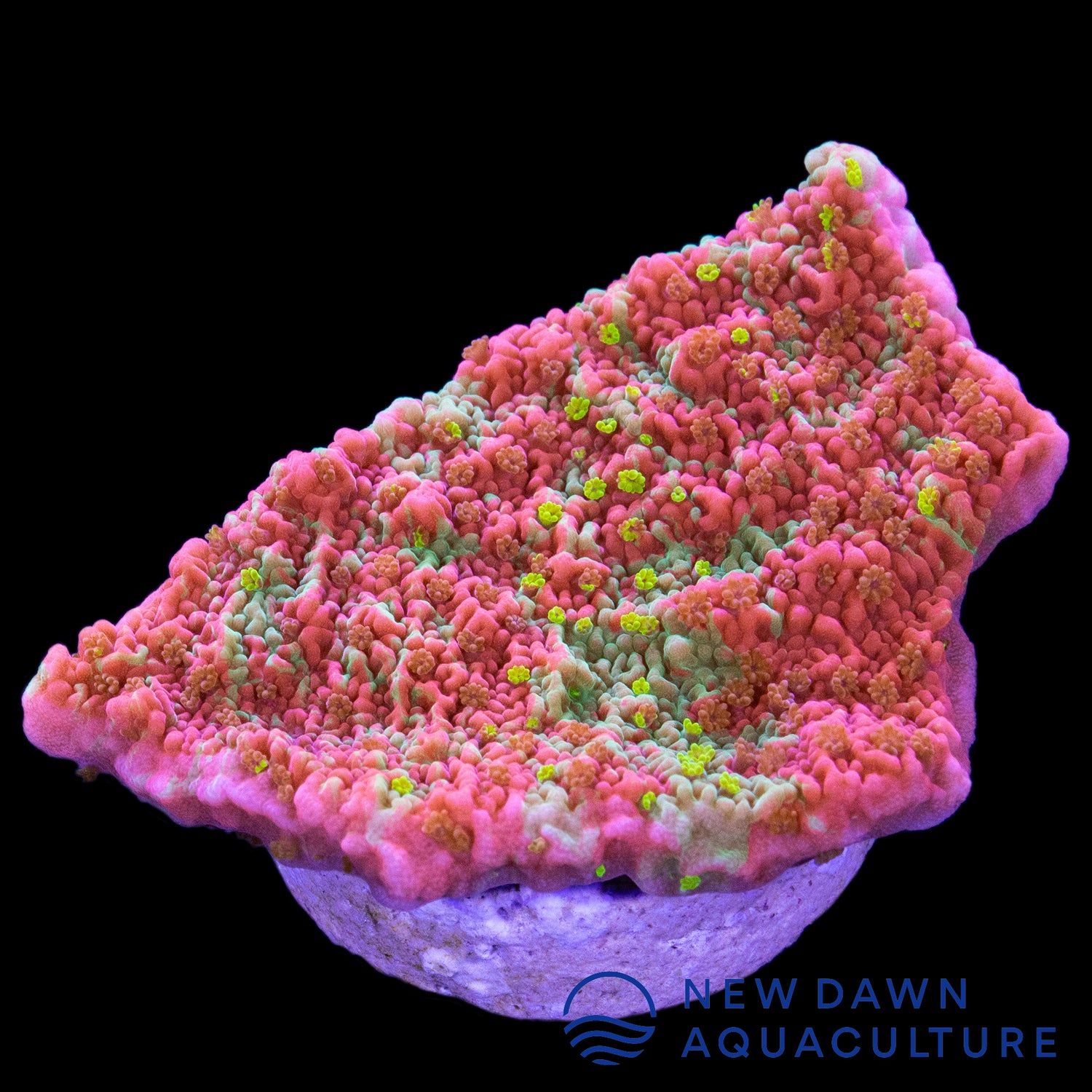 Grafted Sunfire Montipora