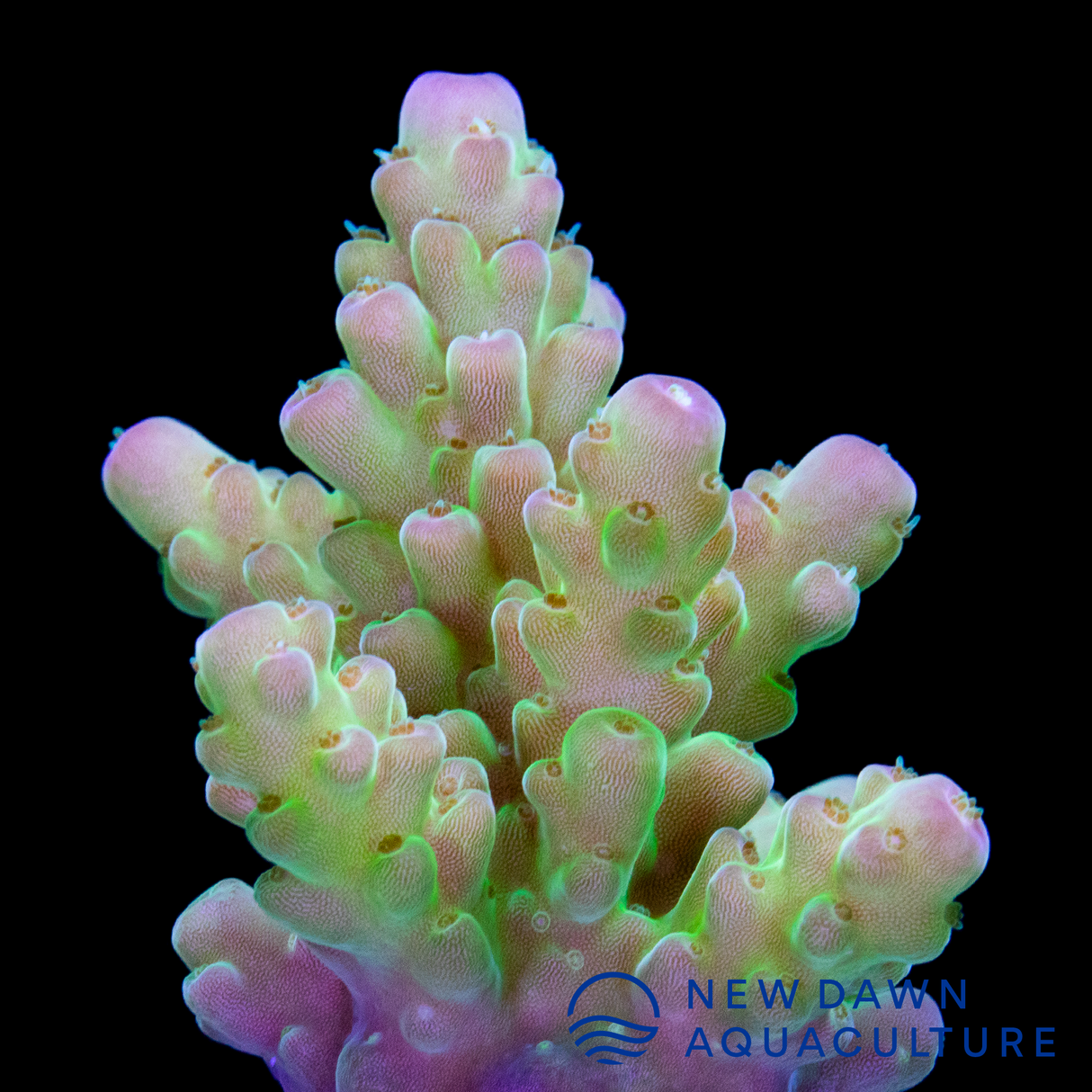 Green Acropora Digitifera