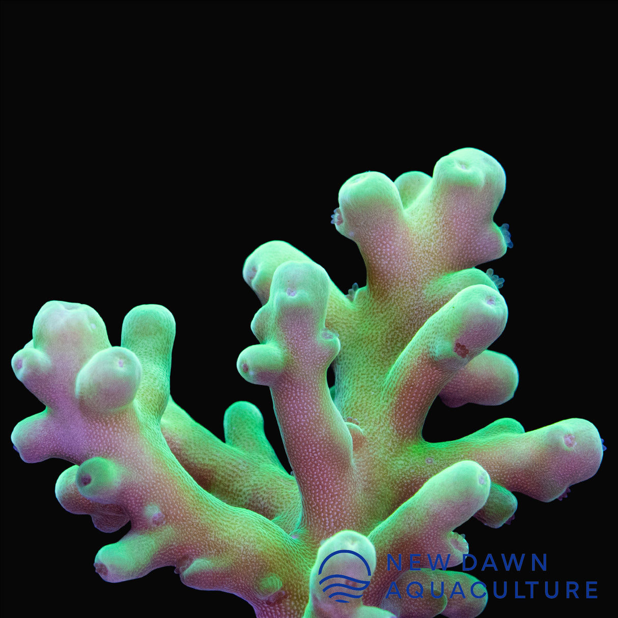 Neon Green Deep Water Acropora