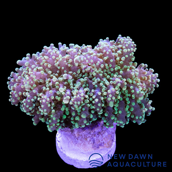 Green Frogspawn