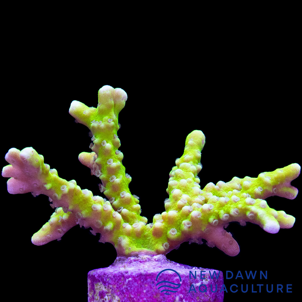 Green Goblin Anacropora