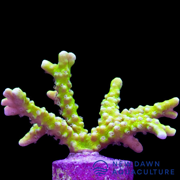 Green Goblin Anacropora