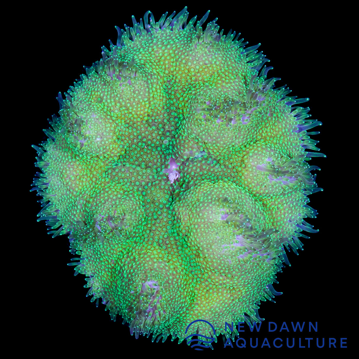 Green Maxi-Mini Carpet Anemone