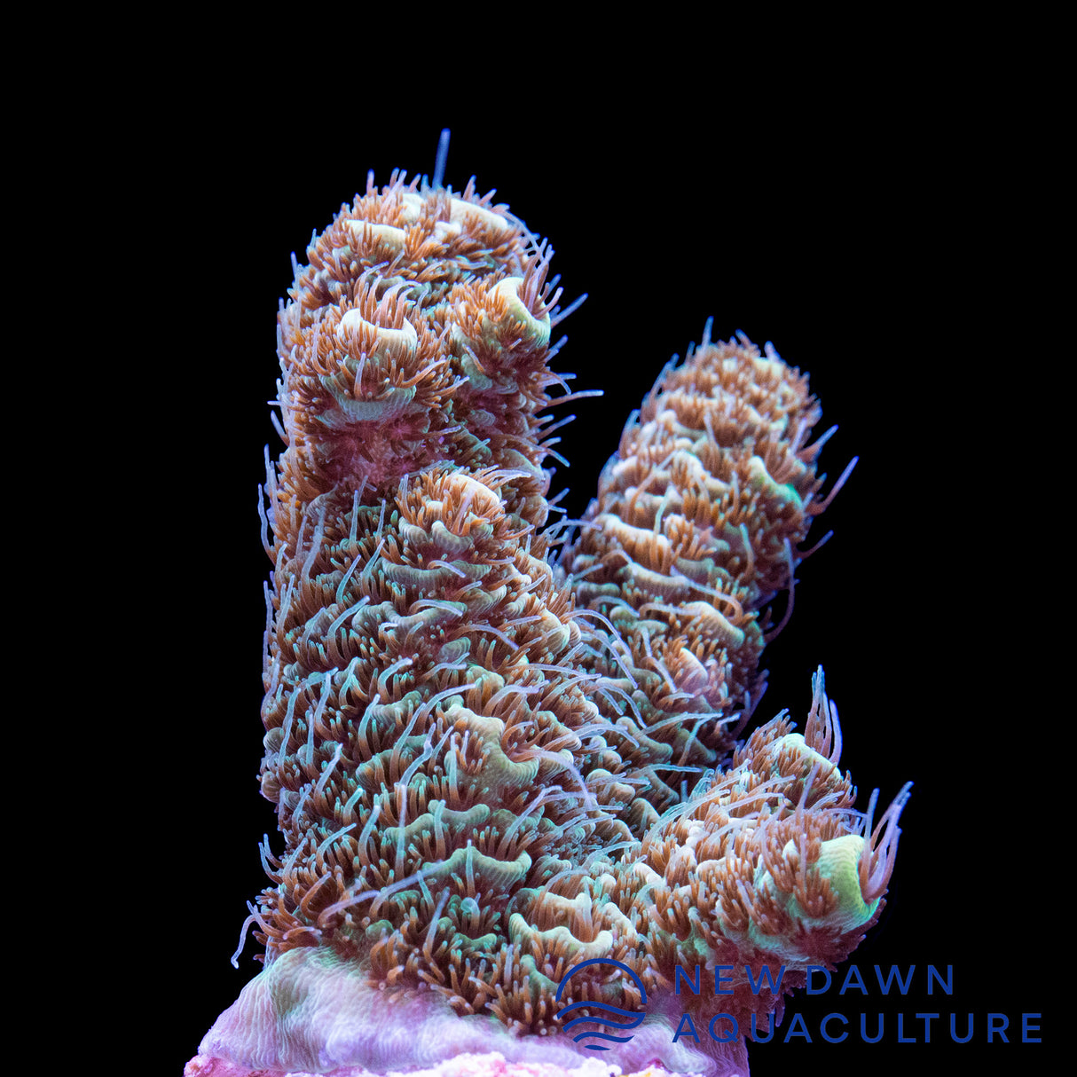 Green Millepora