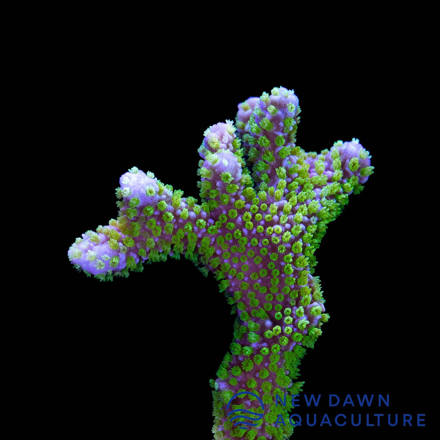 Green Montipora Digitata